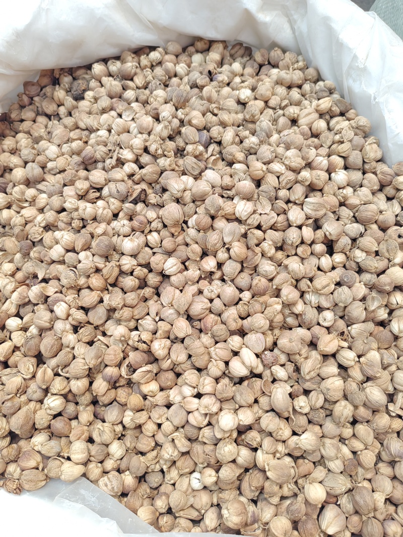 白蔻500g白扣白豆蔻豆叩圆豆蔻香料卤料炖肉中药材大全代发批