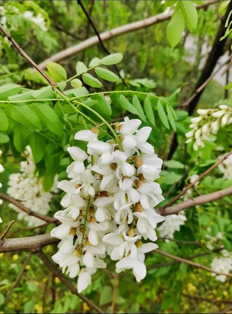 洋槐花