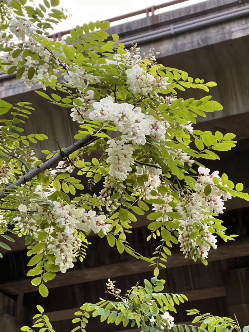 洋槐花
