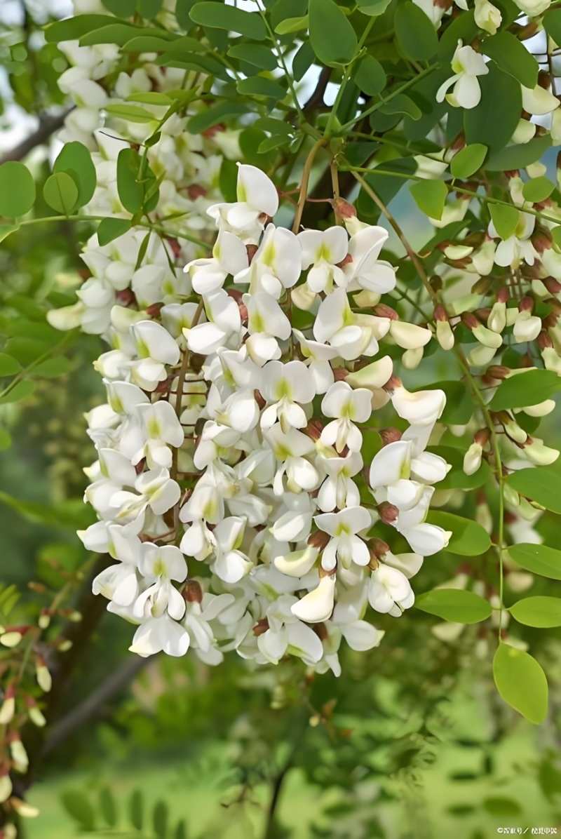 洋槐花