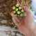 头茬露天香椿芽