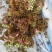 头茬露天香椿芽