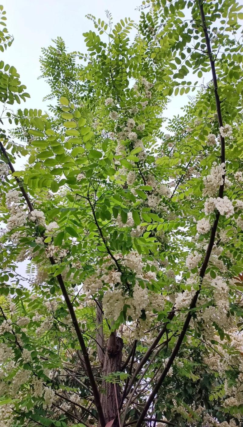 洋槐花，大量上市，一手货源