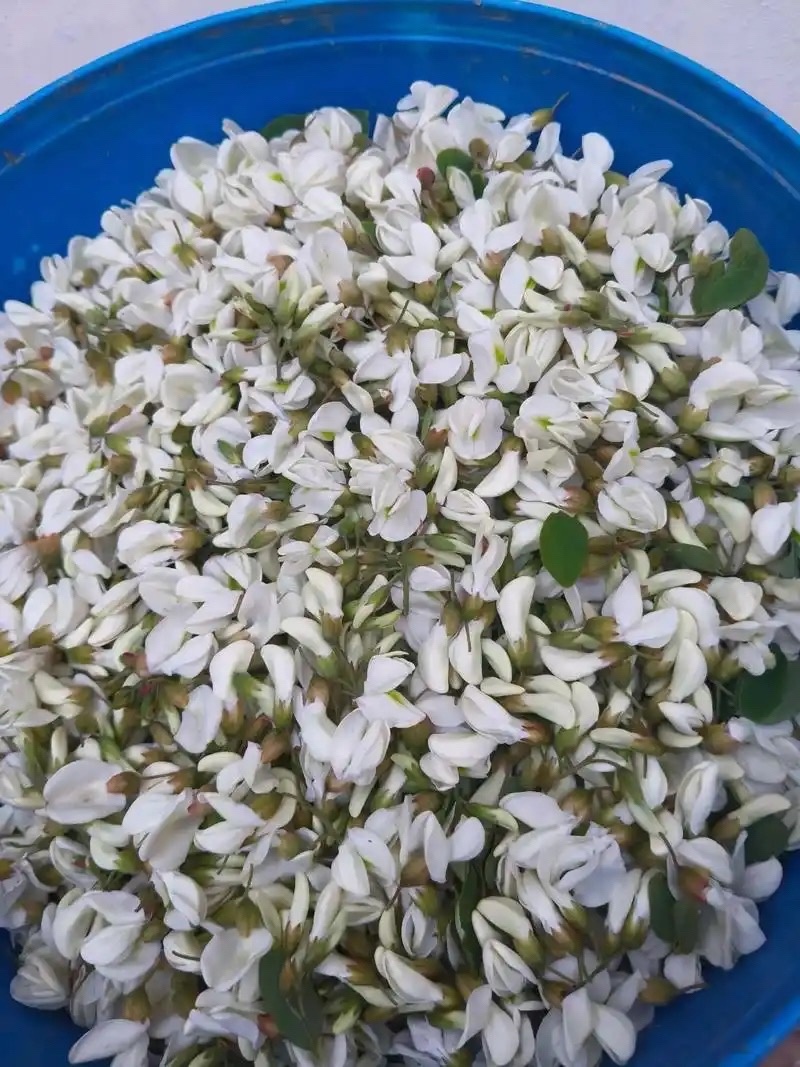 洋槐花，大量上市，一手货源