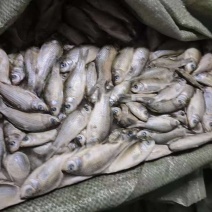 饲料鲫鱼，15公斤袋，40吨左右，