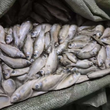 饲料鲫鱼，15公斤袋，40吨左右，