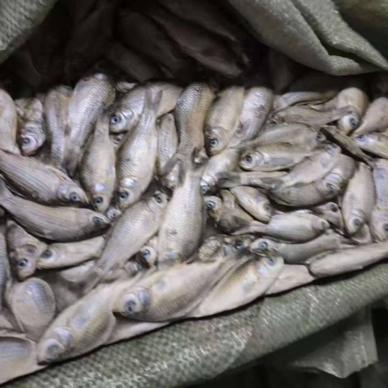 饲料鲫鱼，15公斤袋，40吨左右，