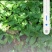 山葱