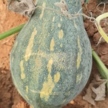 湛江香芋南瓜