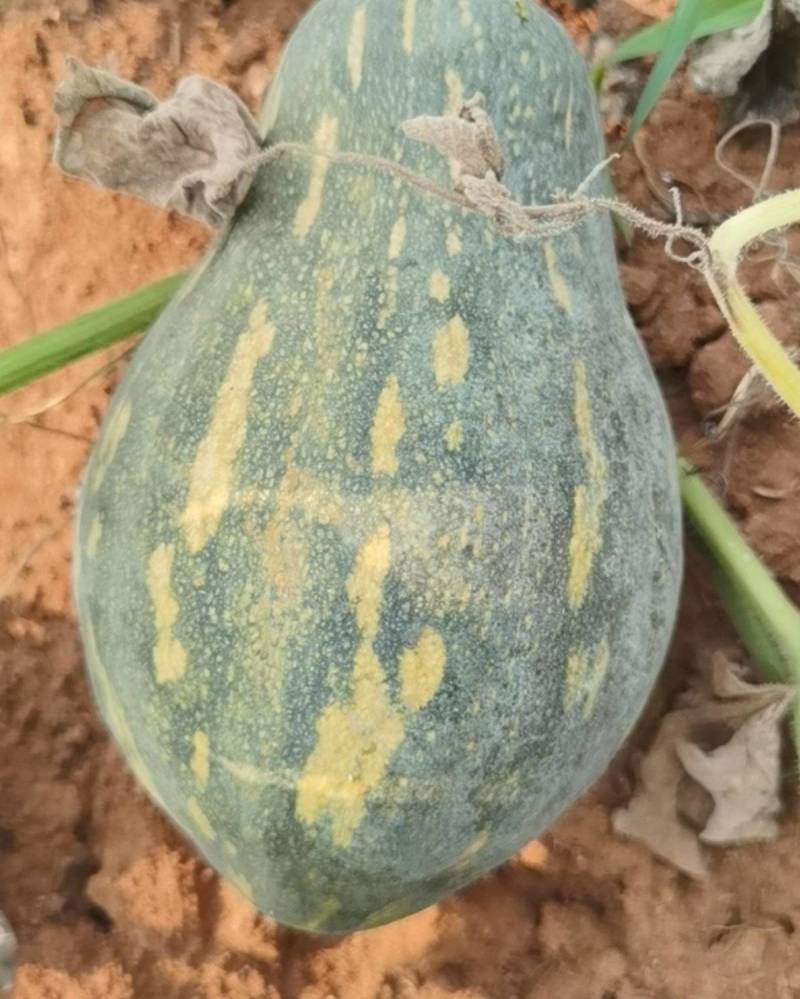 湛江香芋南瓜