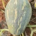 湛江香芋南瓜