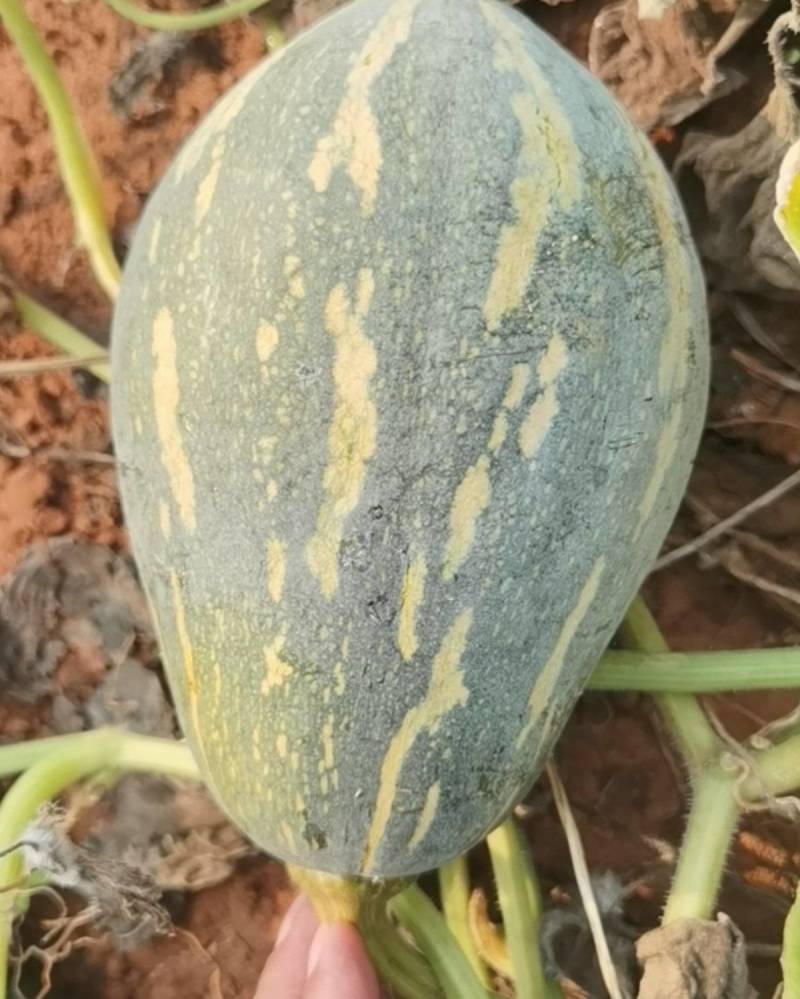 湛江香芋南瓜