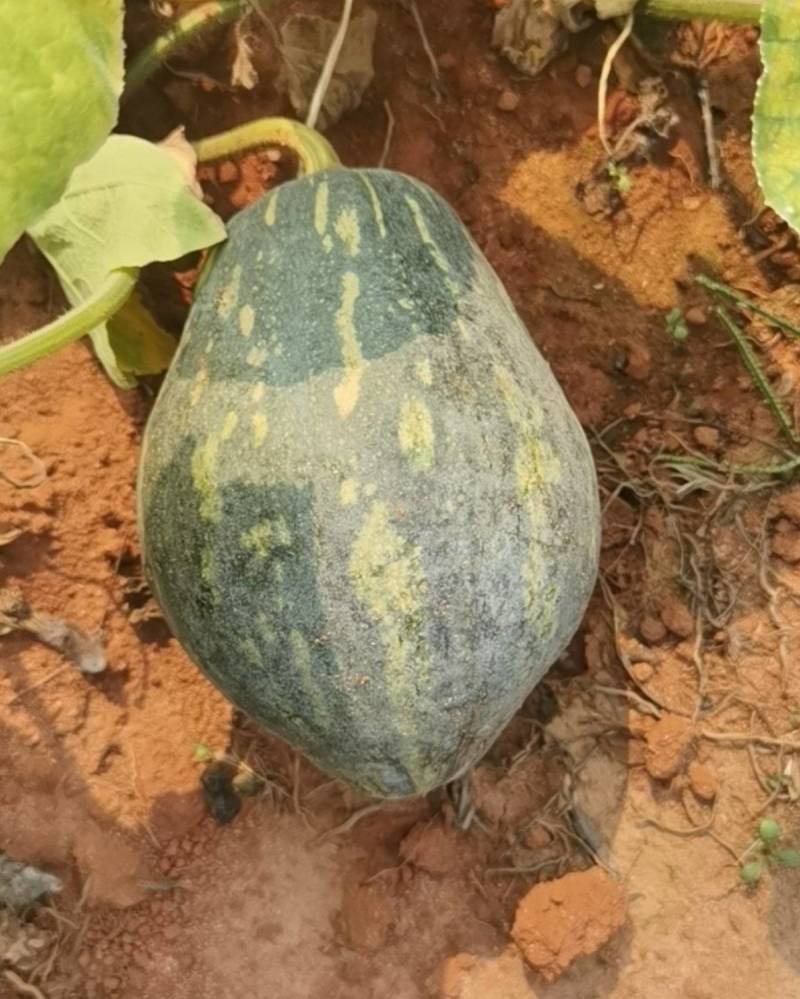 湛江香芋南瓜