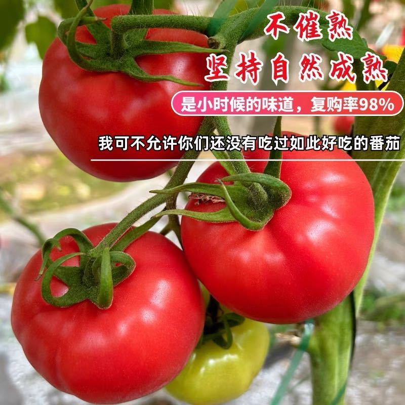 【一件】彩箱陕西泾阳普罗旺斯净重5斤水果西红柿番茄沙瓤