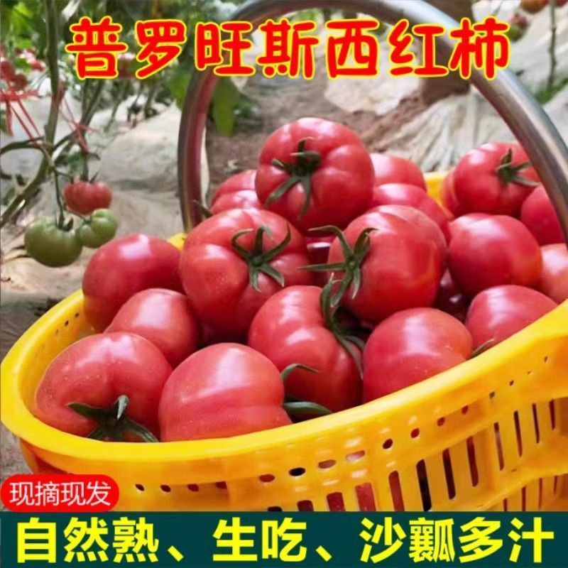 【一件】彩箱陕西泾阳普罗旺斯净重5斤水果西红柿番茄沙瓤