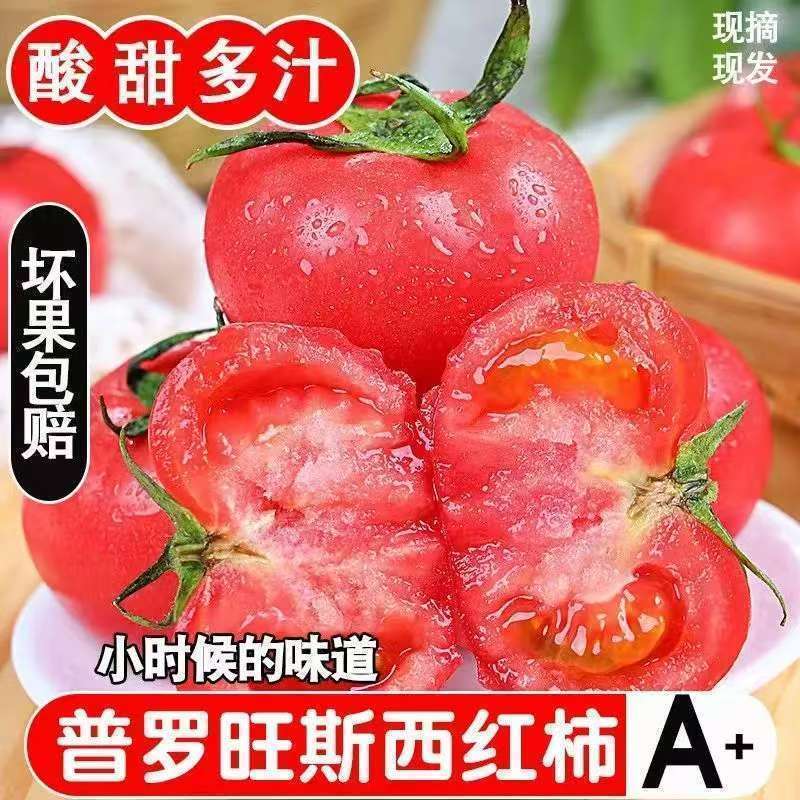 【一件】彩箱陕西泾阳普罗旺斯净重5斤水果西红柿番茄沙瓤