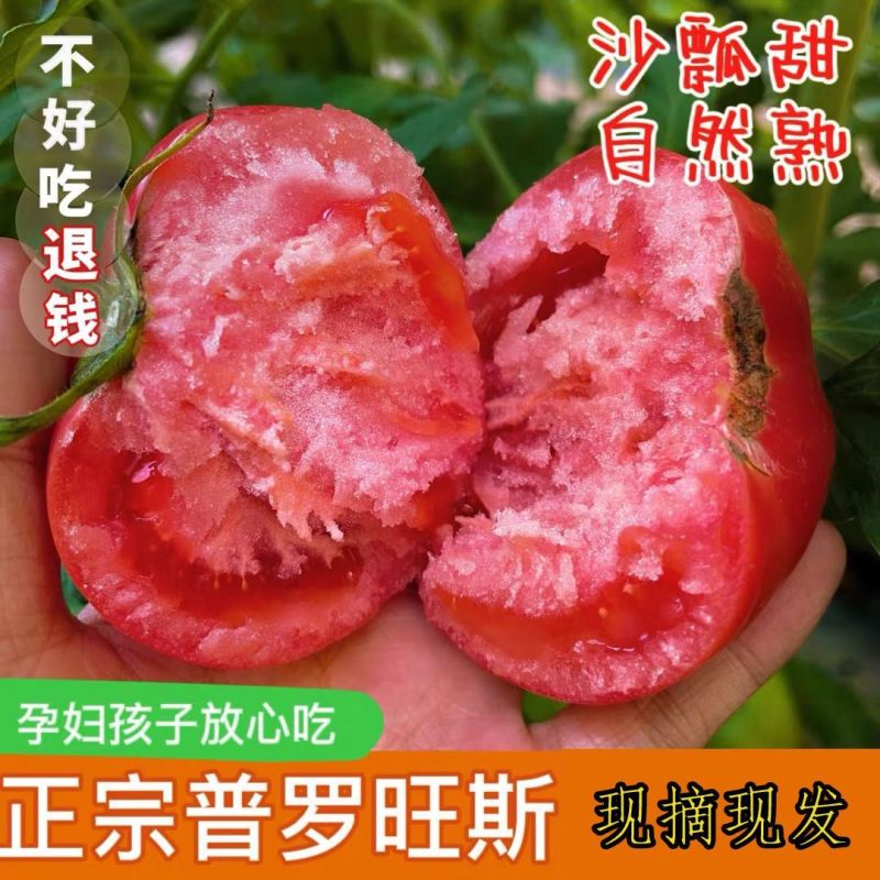 【一件】彩箱陕西泾阳普罗旺斯净重5斤水果西红柿番茄沙瓤