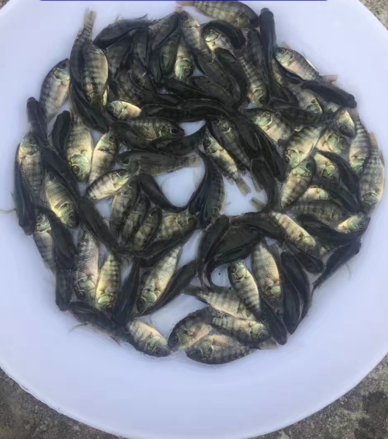 罗非鱼苗