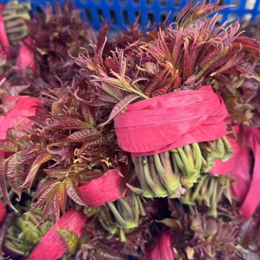红香椿芽，高度12