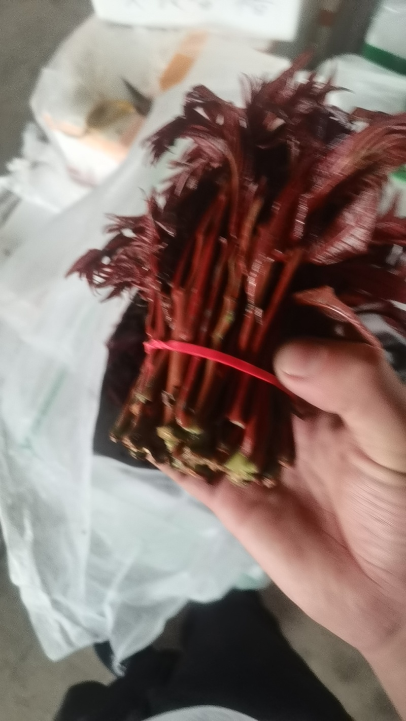 红香椿芽，高度12