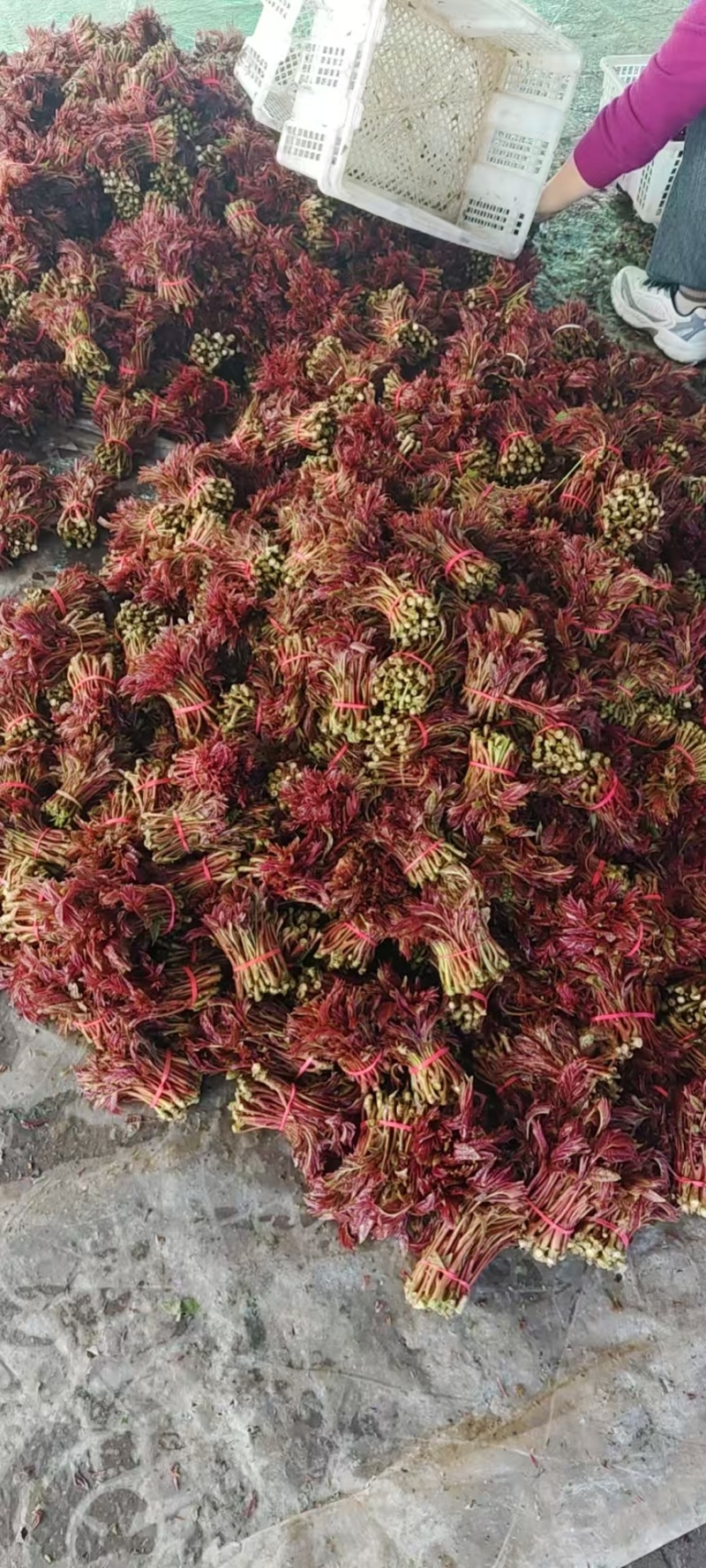 红香椿芽，高度12
