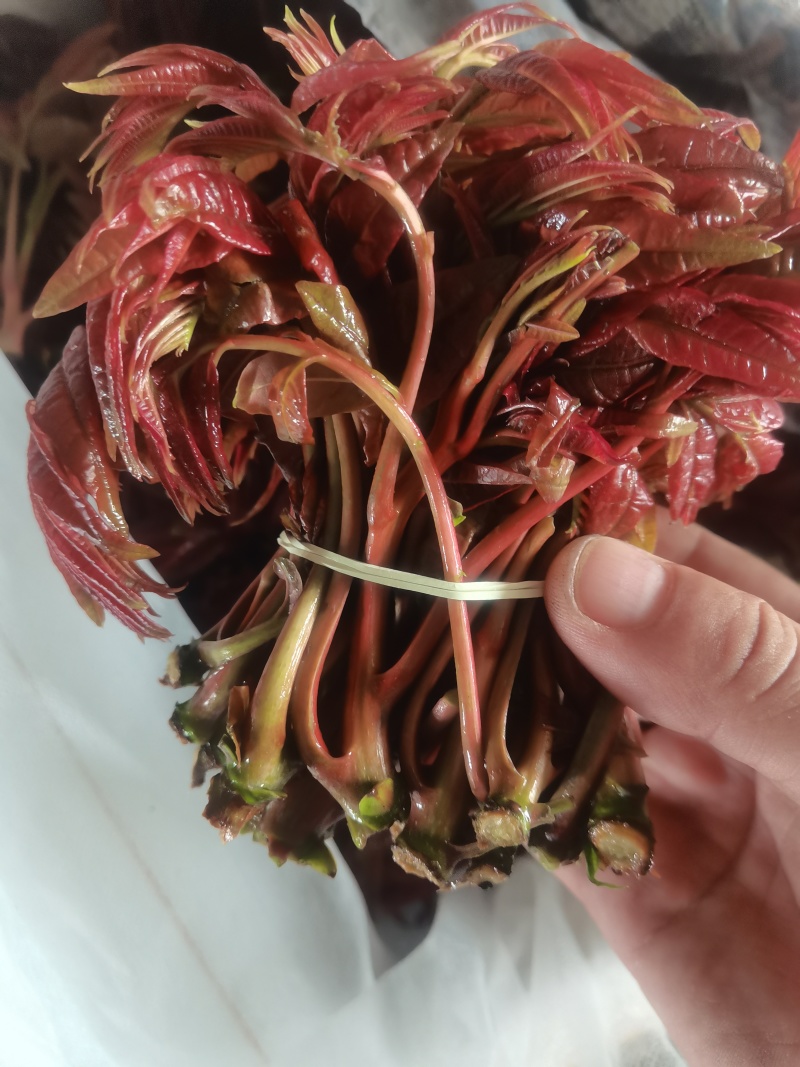 红香椿芽，高度12