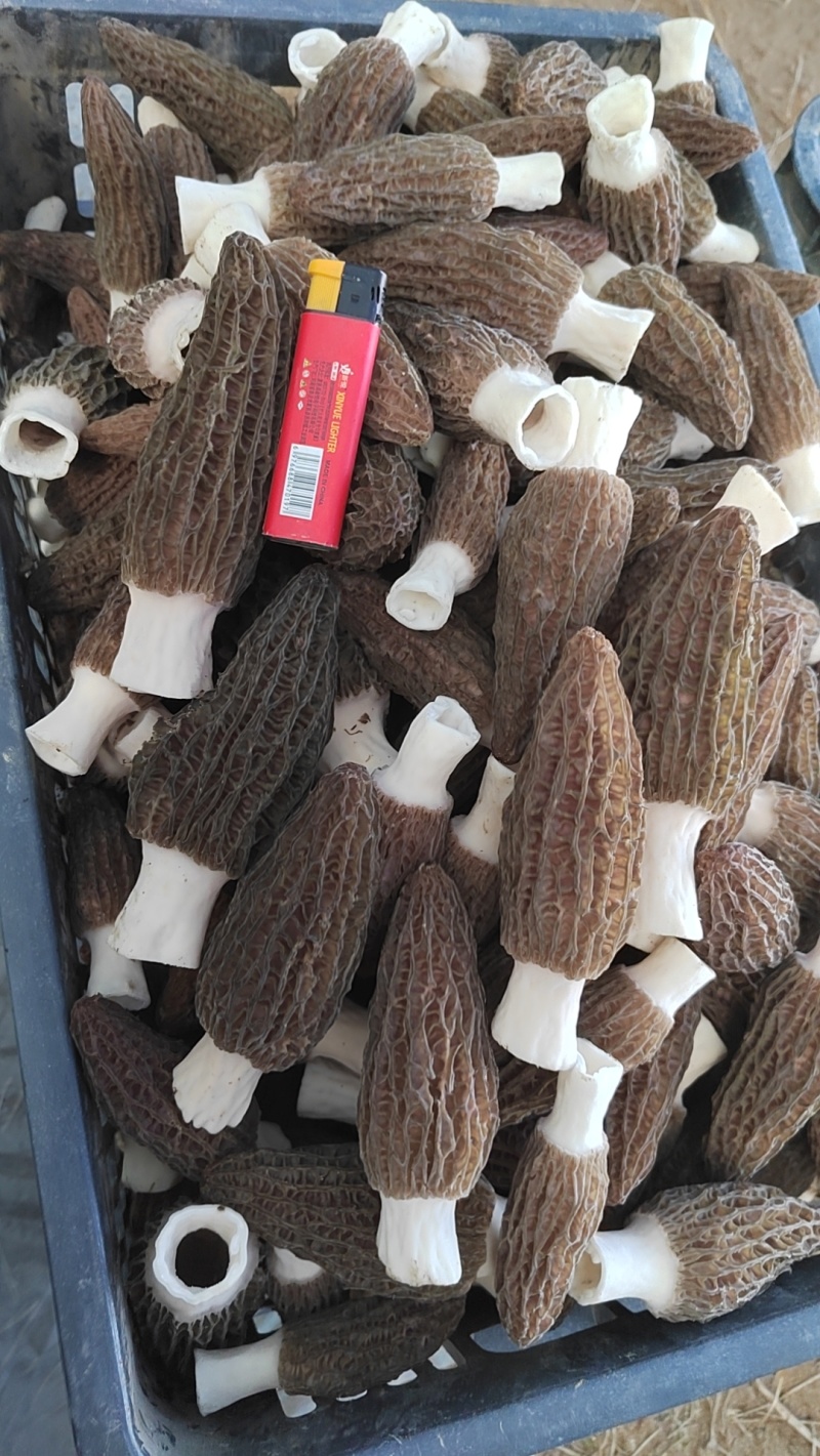 羊肚菌