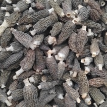 羊肚菌