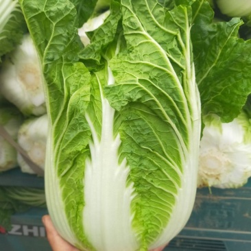 【白菜精品】矮颗黄心白菜3一5斤左右欢迎进店选购价格美丽