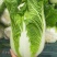 【白菜精品】矮颗黄心白菜3一5斤左右欢迎进店选购价格美丽
