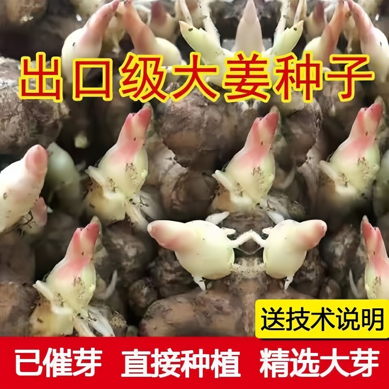 高产脱毒姜种，亩产过万，提供技术指导。有大黄姜小黄姜姜种