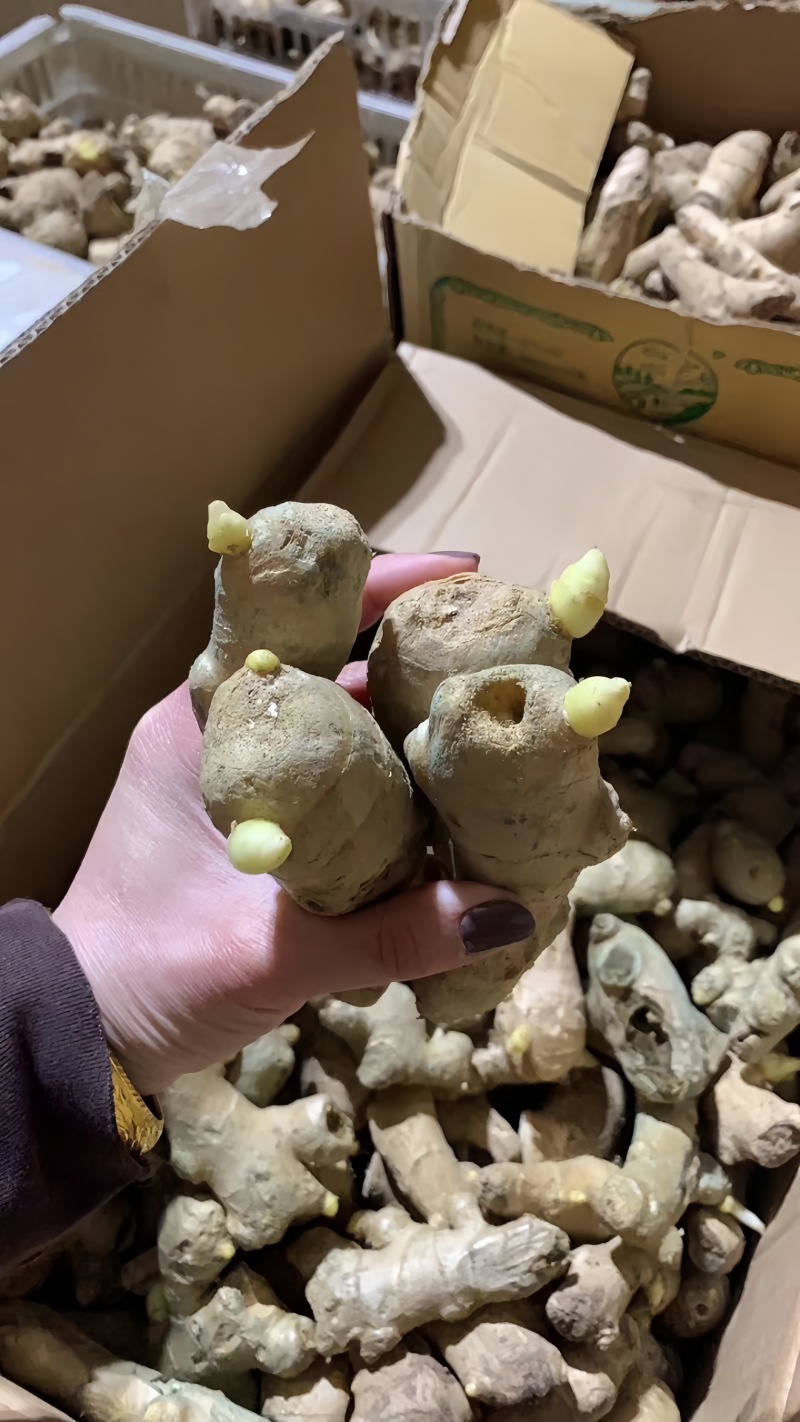 高产脱毒姜种，亩产过万，提供技术指导。有大黄姜小黄姜姜种