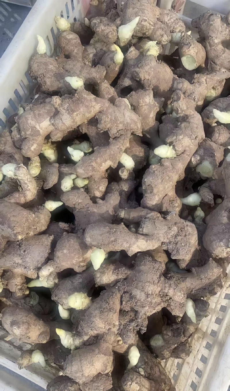 高产脱毒姜种，亩产过万，提供技术指导。有大黄姜小黄姜姜种