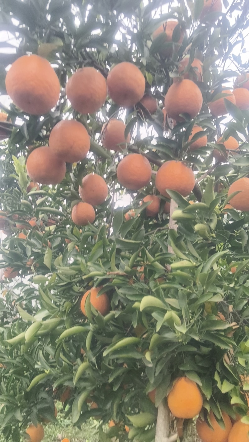 ，晚庐柑橘味道好极了，有盖膜光果和套袋果