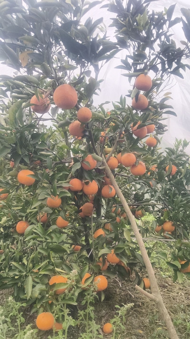 ，晚庐柑橘味道好极了，有盖膜光果和套袋果