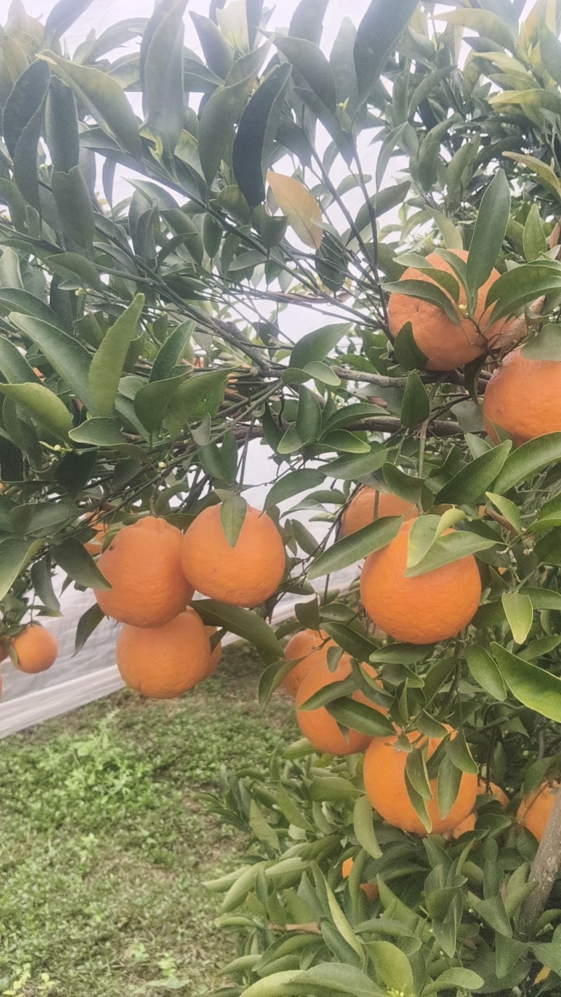 ，晚庐柑橘味道好极了，有盖膜光果和套袋果
