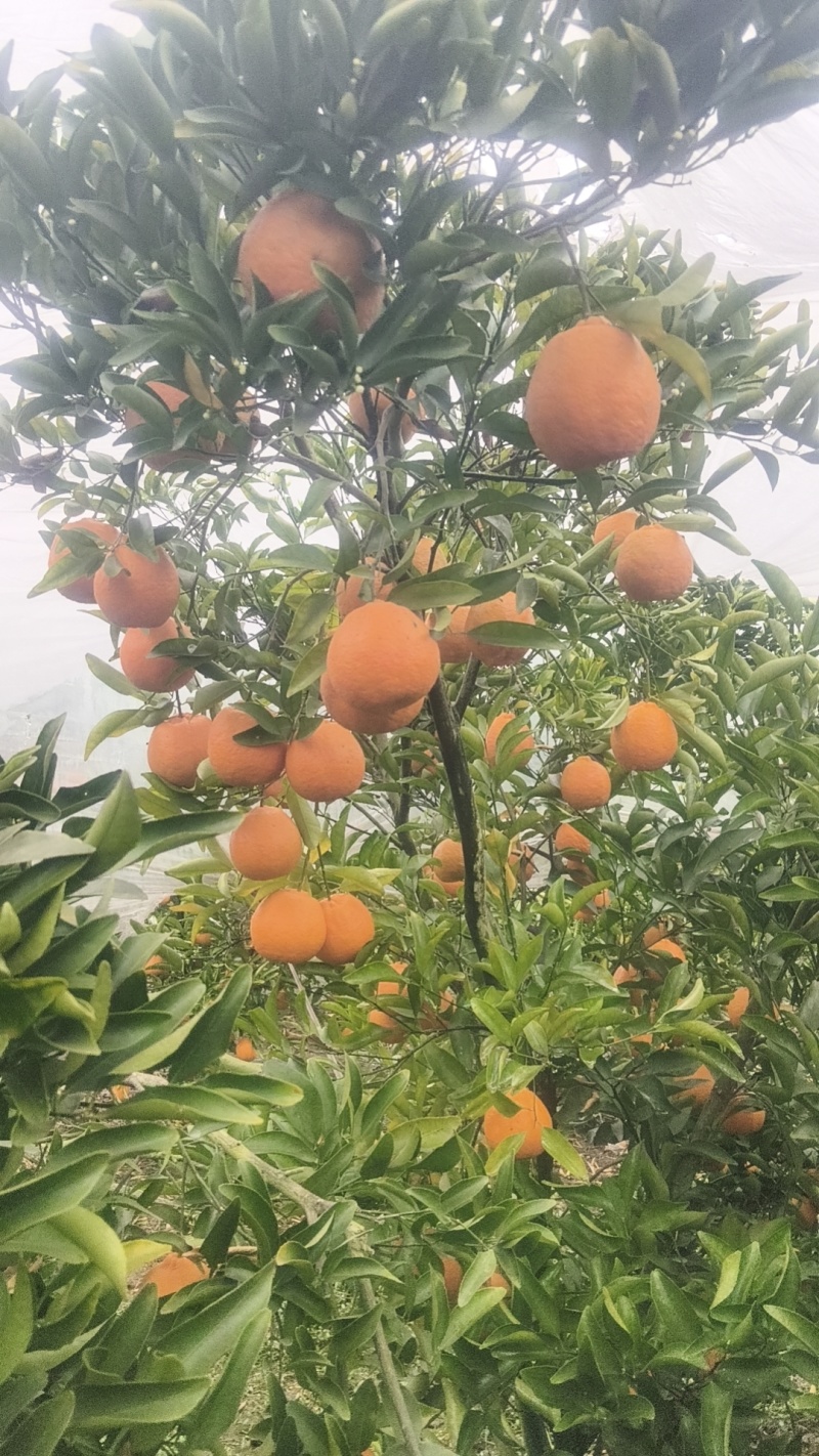 ，晚庐柑橘味道好极了，有盖膜光果和套袋果