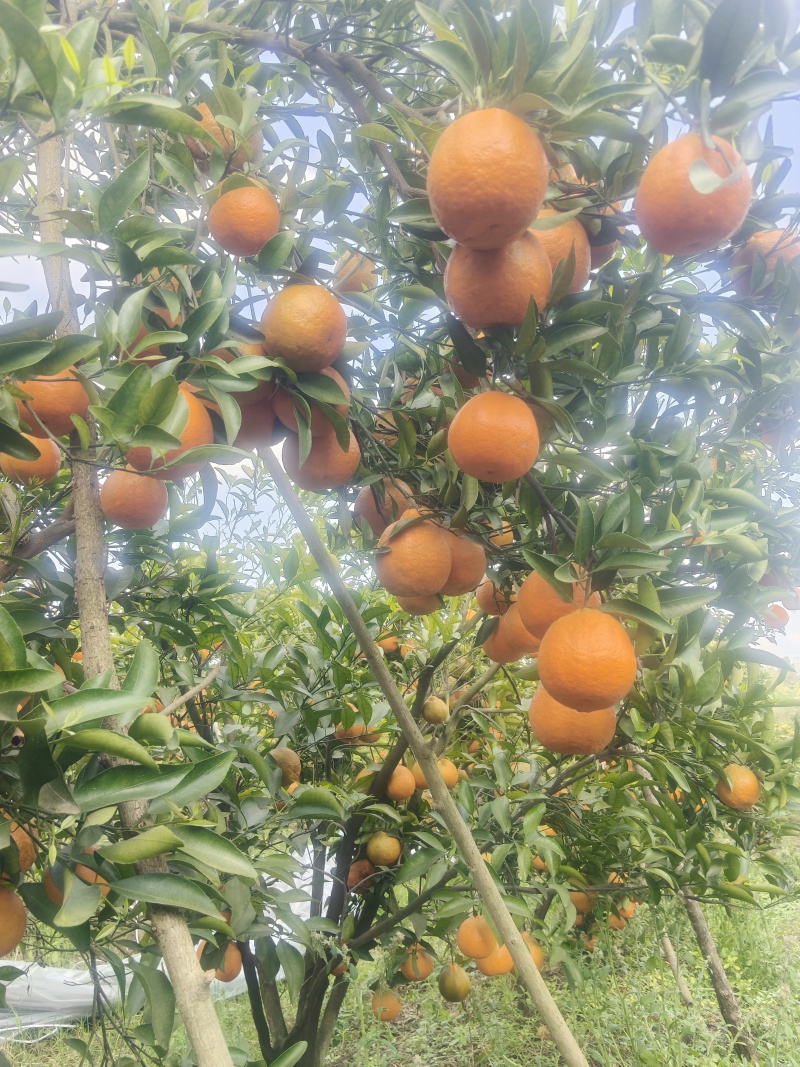 ，晚庐柑橘味道好极了，有盖膜光果和套袋果