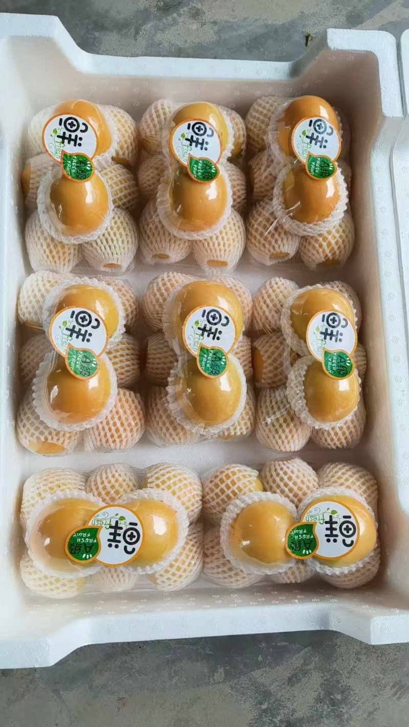 金太阳杏陕西精品杏基地直供，规格齐全，对接市场批发商