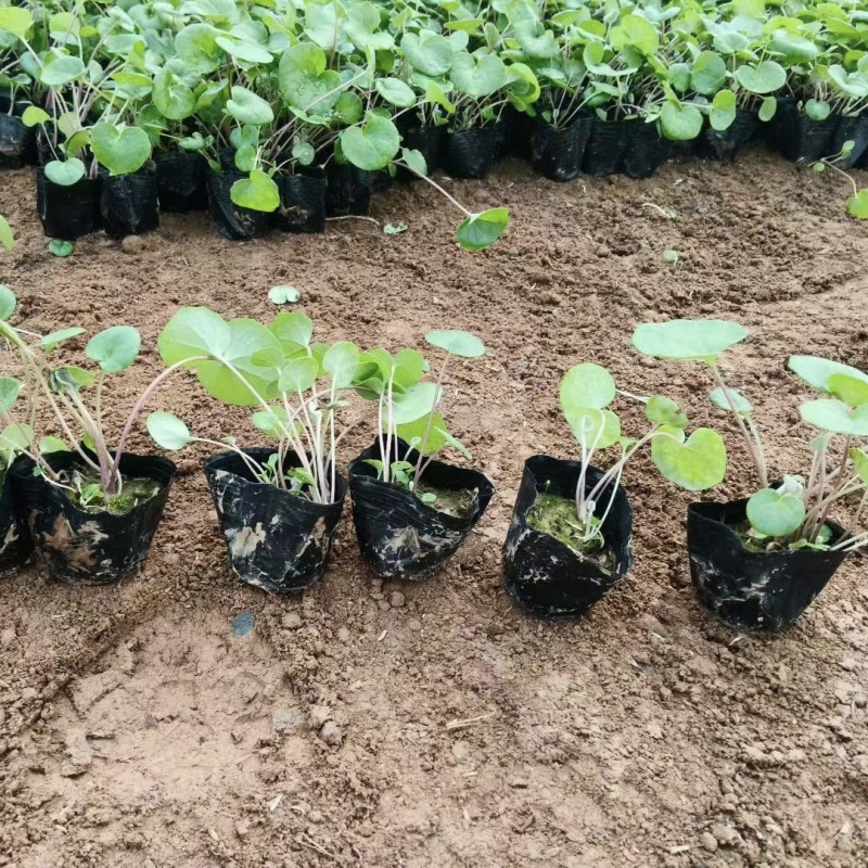 大吴风草吴风草基地产地直发保质保量一手货源