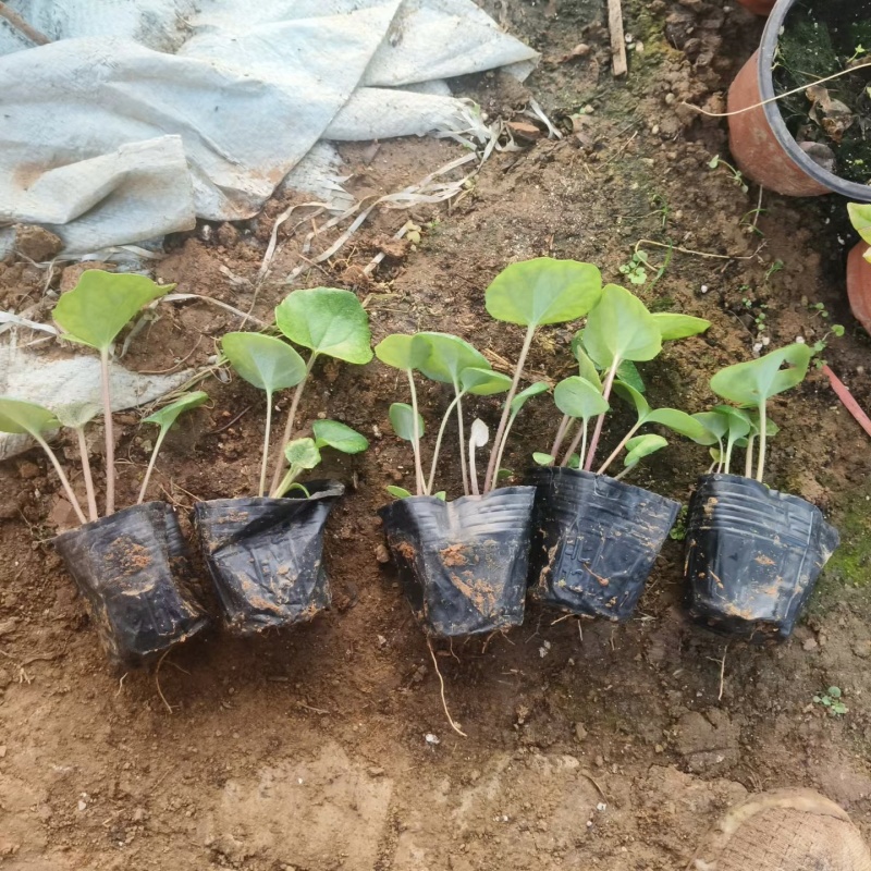 大吴风草吴风草基地产地直发保质保量一手货源