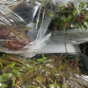 贵州原生态椿芽，鱼腥草，