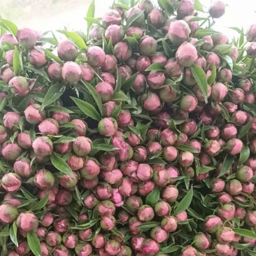 芍药干花