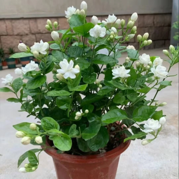 茉莉花盆栽