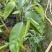 广东茂名奇楠沉香苗木基地直发欢迎上门选购