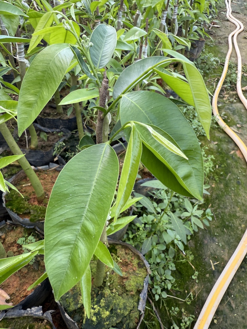 广东茂名奇楠沉香苗木基地直发欢迎上门选购