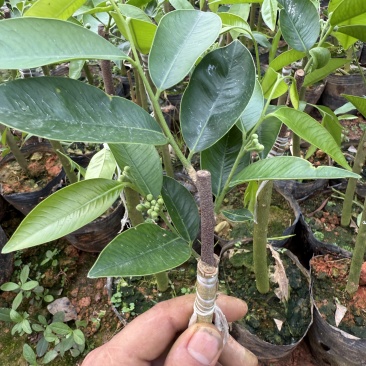 广东茂名奇楠沉香苗木基地直发欢迎上门选购