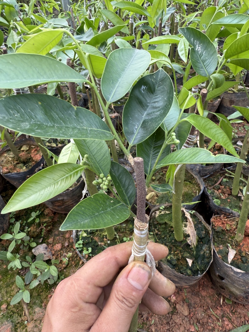 广东茂名奇楠沉香苗木基地直发欢迎上门选购