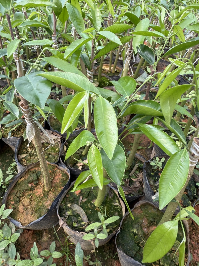 广东茂名奇楠沉香苗木基地直发欢迎上门选购