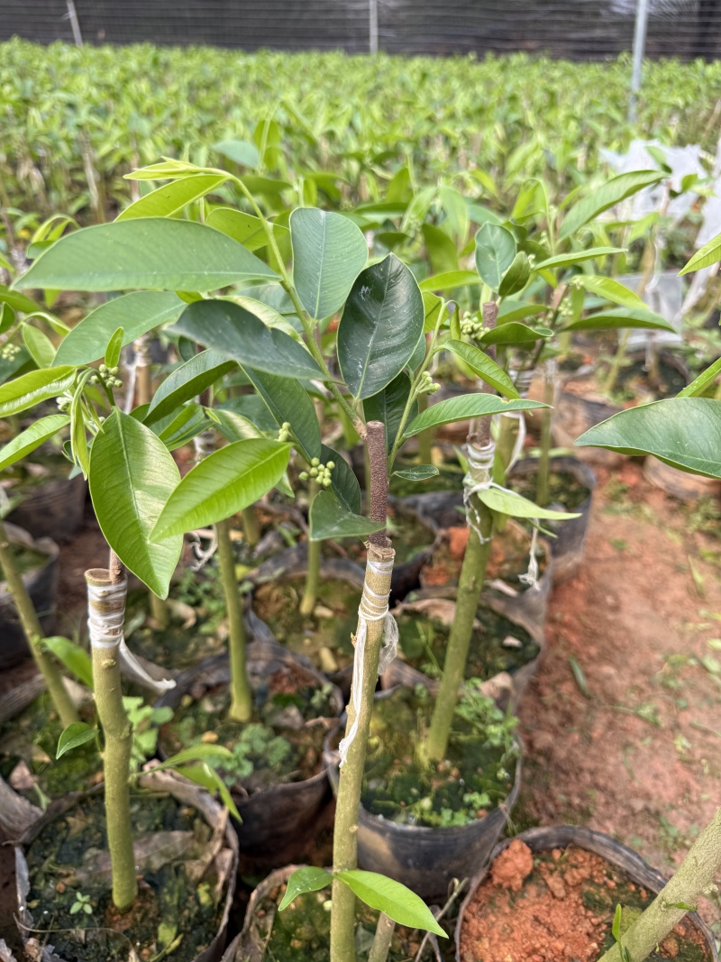 广东茂名奇楠沉香苗木基地直发欢迎上门选购